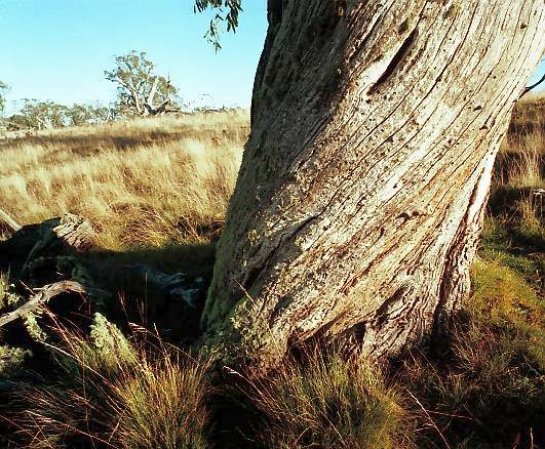 monaro_snowgum_01.jpg
