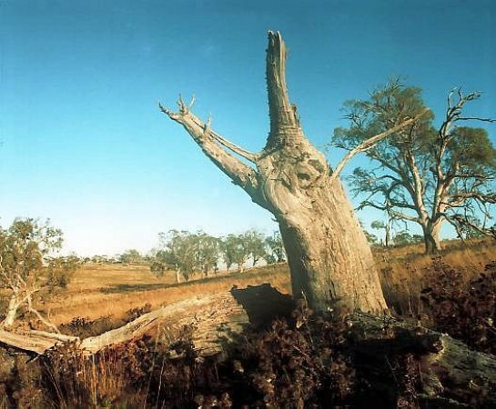 monaro_snowgum_05.jpg
