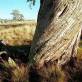 monaro_snowgum_01.jpg