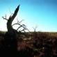 monaro_snowgum_02.jpg
