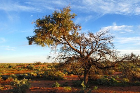 Bogged in a Swamp on Arcoona - Outback Australia