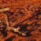 Bogged in a Swamp on Arcoona - Outback Australia
