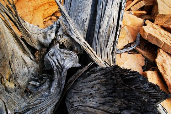 arid-region-trees_DSC_3487
