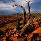 arid-region-trees_DSC_3508