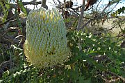 7099_wilderness-outback.jpg