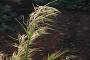 7172_wilderness-outback.jpg