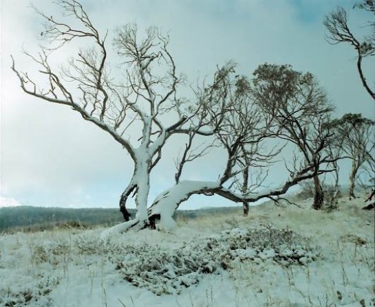 kosciuszko_snow_02.jpg