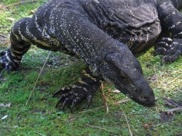 goanna-3097
