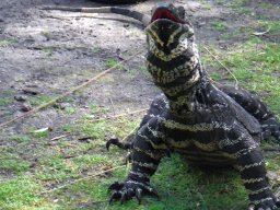 goanna-3104