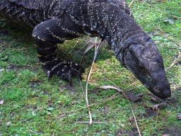 goanna-3112
