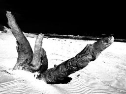 thurra-river-stump_01